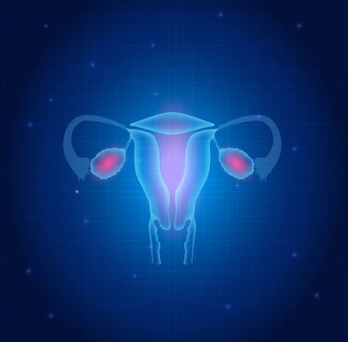 First Successful Ovarian Transplant in Primates Shows Promise for Early Menopausal Women