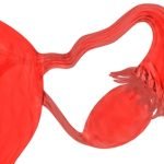Ovaries and fallopian tube