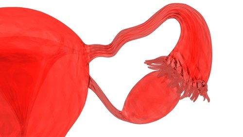 Ovaries and fallopian tube